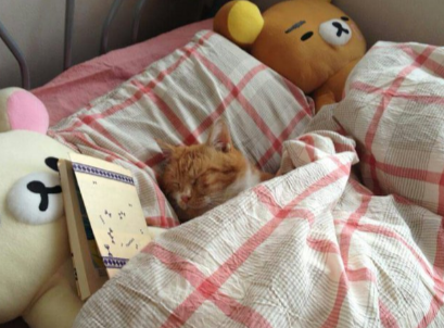 кот уснул под одеялом